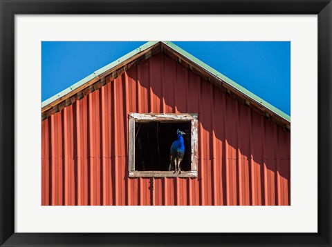 Framed Peacock In A Barn Window Print