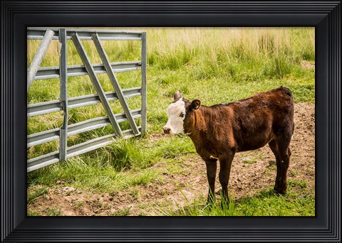 Framed Cow At Pasture Print