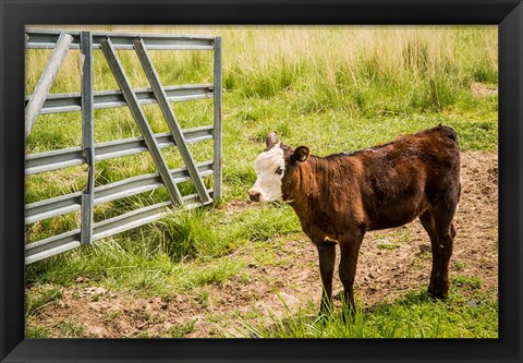 Framed Cow At Pasture Print