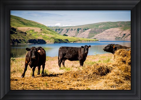 Framed Cows On The Northern Bank Of Snake River Print