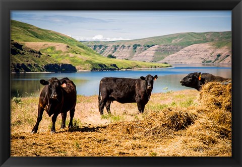 Framed Cows On The Northern Bank Of Snake River Print