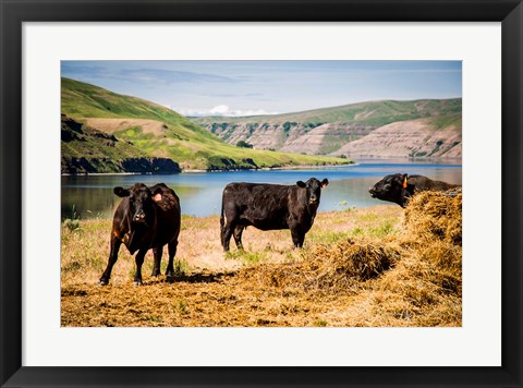 Framed Cows On The Northern Bank Of Snake River Print