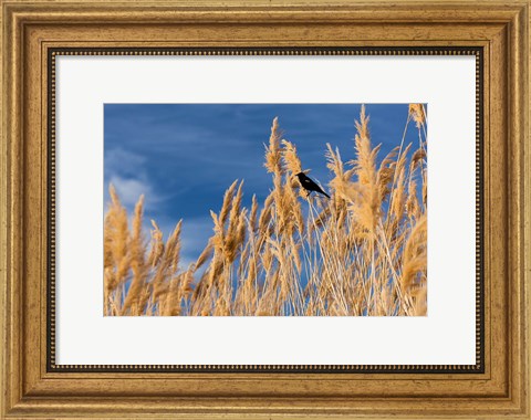 Framed Red-Winged Blackbird On Ravenna Grass Print