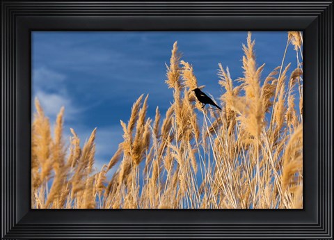 Framed Red-Winged Blackbird On Ravenna Grass Print