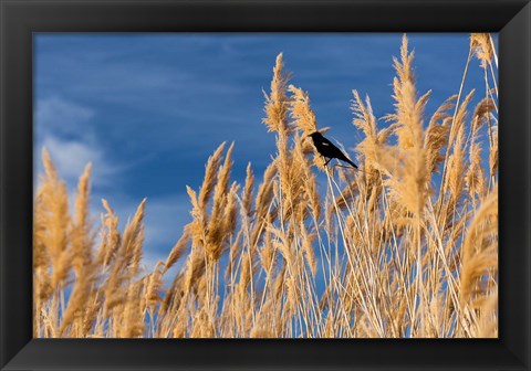 Framed Red-Winged Blackbird On Ravenna Grass Print
