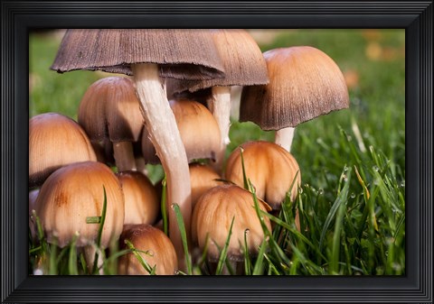 Framed Cluster Of Mushrooms Print