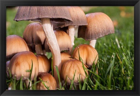 Framed Cluster Of Mushrooms Print