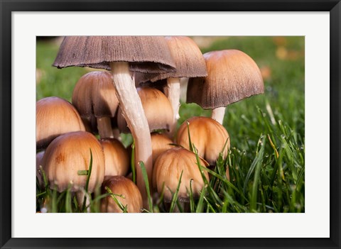 Framed Cluster Of Mushrooms Print