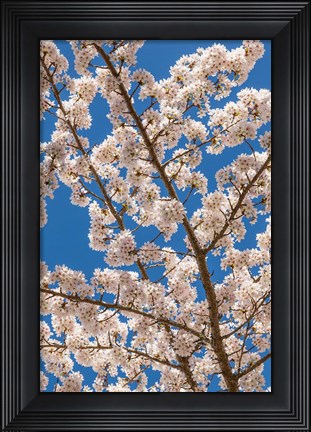 Framed Cherry Tree Blossoms In Spring, Washington State Print