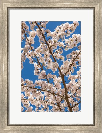 Framed Cherry Tree Blossoms In Spring, Washington State Print