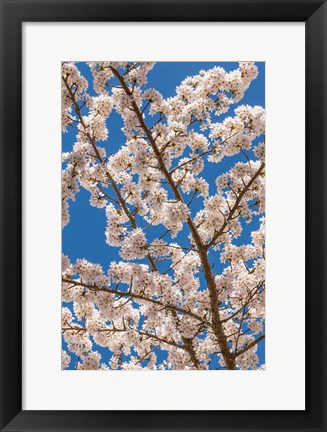 Framed Cherry Tree Blossoms In Spring, Washington State Print