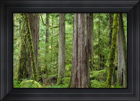 Framed Old Growth Forest On Barnes Creek Trail, Washington State Print