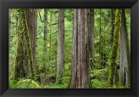 Framed Old Growth Forest On Barnes Creek Trail, Washington State Print