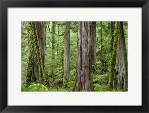 Framed Old Growth Forest On Barnes Creek Trail, Washington State Print