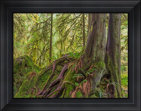 Framed Western Red Cedar Growing On A Boulder, Washington State Print