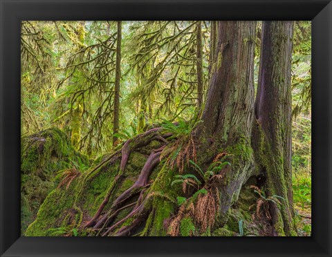 Framed Western Red Cedar Growing On A Boulder, Washington State Print