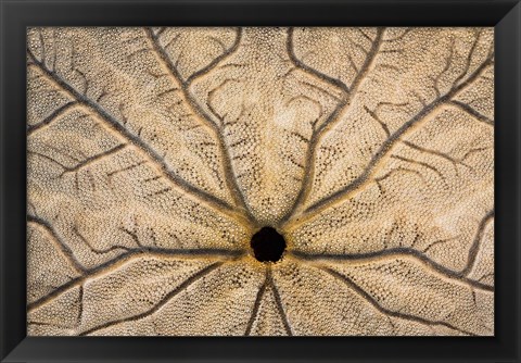 Framed Design On The Bottom Of A Sand Dollar Shell Print