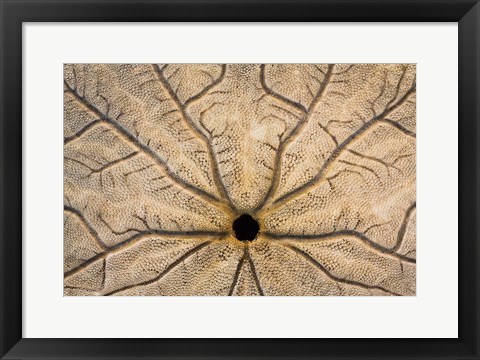 Framed Design On The Bottom Of A Sand Dollar Shell Print