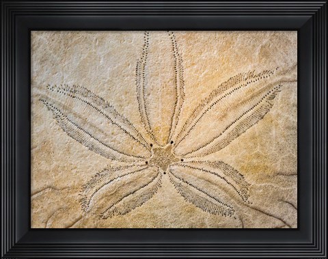 Framed Design On The Top Of A Sand Dollar Shell Print