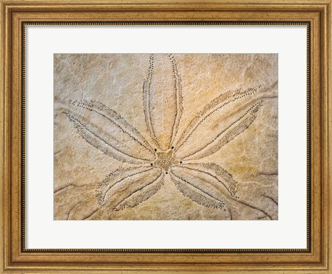 Framed Design On The Top Of A Sand Dollar Shell Print