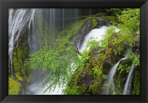 Framed Spring Scene At Panther Creek Waterfall, Washington State Print