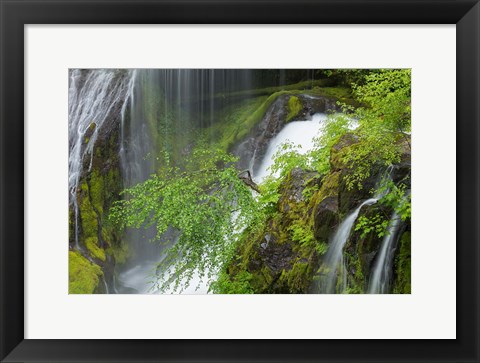 Framed Spring Scene At Panther Creek Waterfall, Washington State Print