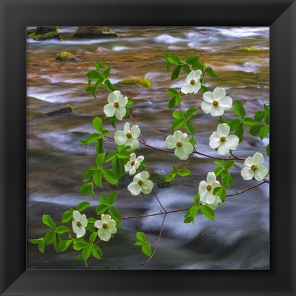 Framed Pacific Dogwood Branch Over Panther Creek, Washington State Print