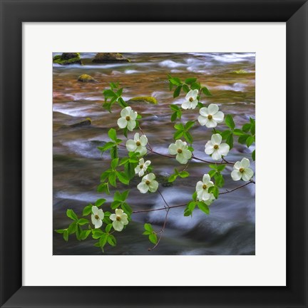 Framed Pacific Dogwood Branch Over Panther Creek, Washington State Print