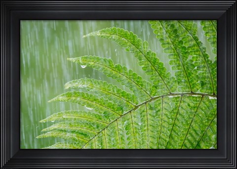 Framed Fern In Rainfall Print