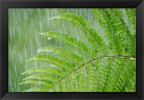 Framed Fern In Rainfall Print