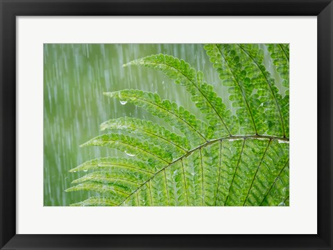 Framed Fern In Rainfall Print