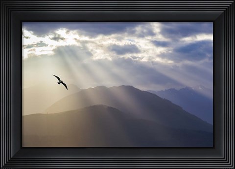 Framed Seagull And God Rays Over The Olympic Mountains Print