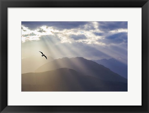 Framed Seagull And God Rays Over The Olympic Mountains Print