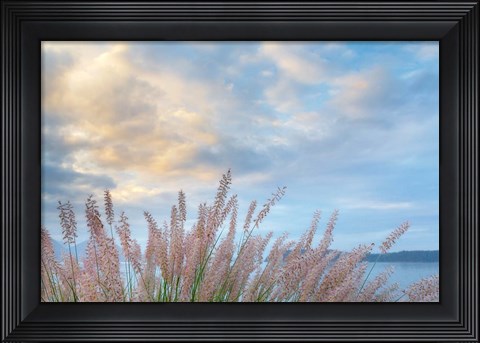 Framed Scenic View Of Pennisetum Ornamental Grasses Print