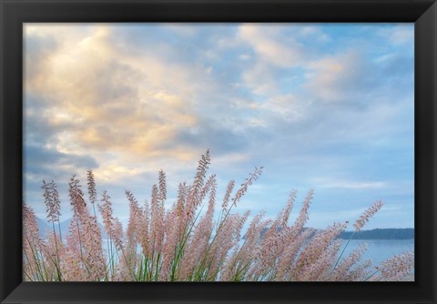 Framed Scenic View Of Pennisetum Ornamental Grasses Print