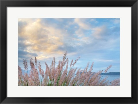 Framed Scenic View Of Pennisetum Ornamental Grasses Print