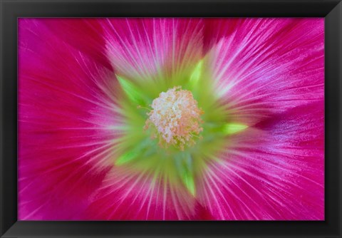 Framed Close-Up Of A Hollyhock Blossom Print