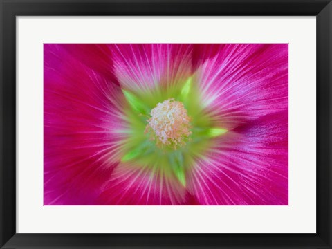 Framed Close-Up Of A Hollyhock Blossom Print