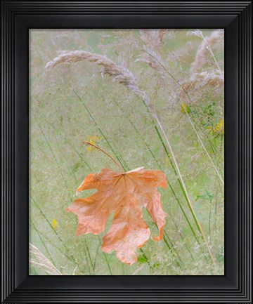 Framed Maple Leaf In Meadow Grasses Print