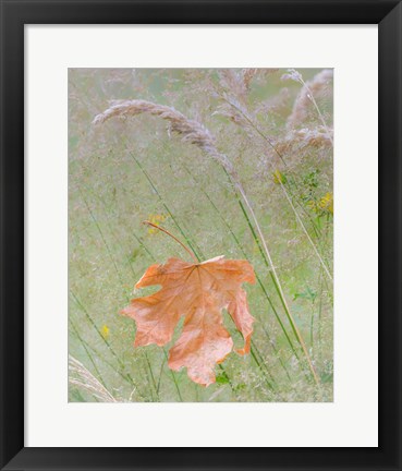 Framed Maple Leaf In Meadow Grasses Print