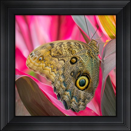 Framed Close-Up Of An Owl Butterfly Print