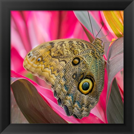 Framed Close-Up Of An Owl Butterfly Print