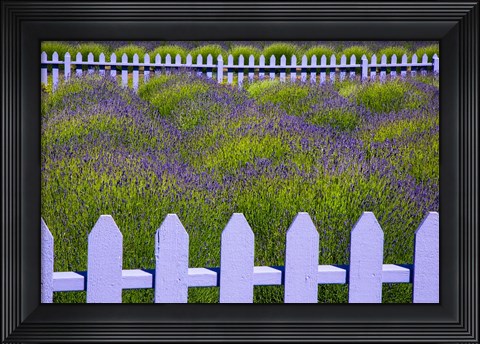 Framed Field Of Lavender With A  Picket Fence, Washington State Print