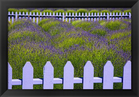 Framed Field Of Lavender With A  Picket Fence, Washington State Print