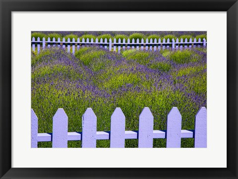 Framed Field Of Lavender With A  Picket Fence, Washington State Print