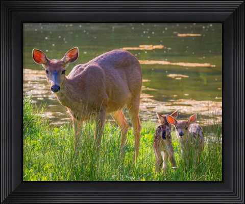 Framed Blacktail Deer With Twin Fawns Print
