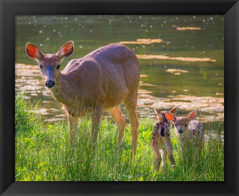 Framed Blacktail Deer With Twin Fawns Print