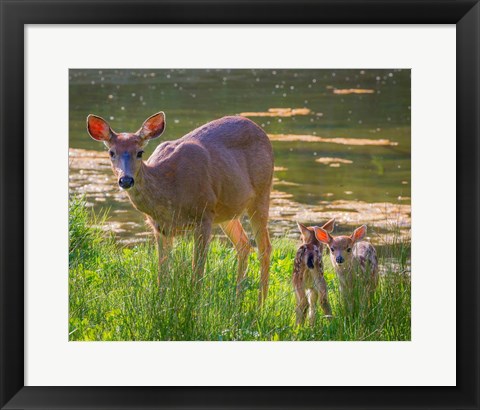 Framed Blacktail Deer With Twin Fawns Print