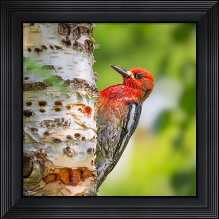 Framed Red-Breasted Sapsucker On A Paper Birch Tree Print