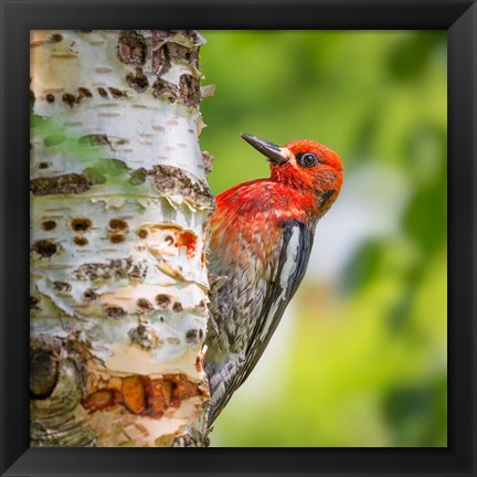 Framed Red-Breasted Sapsucker On A Paper Birch Tree Print